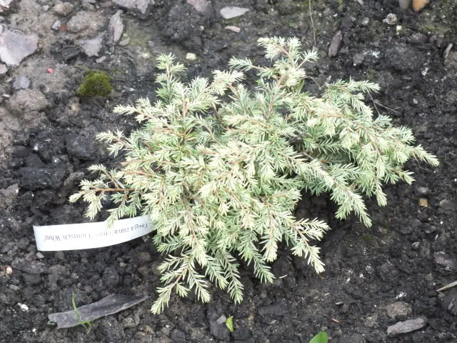 Tsuga Canadensis Eisberg