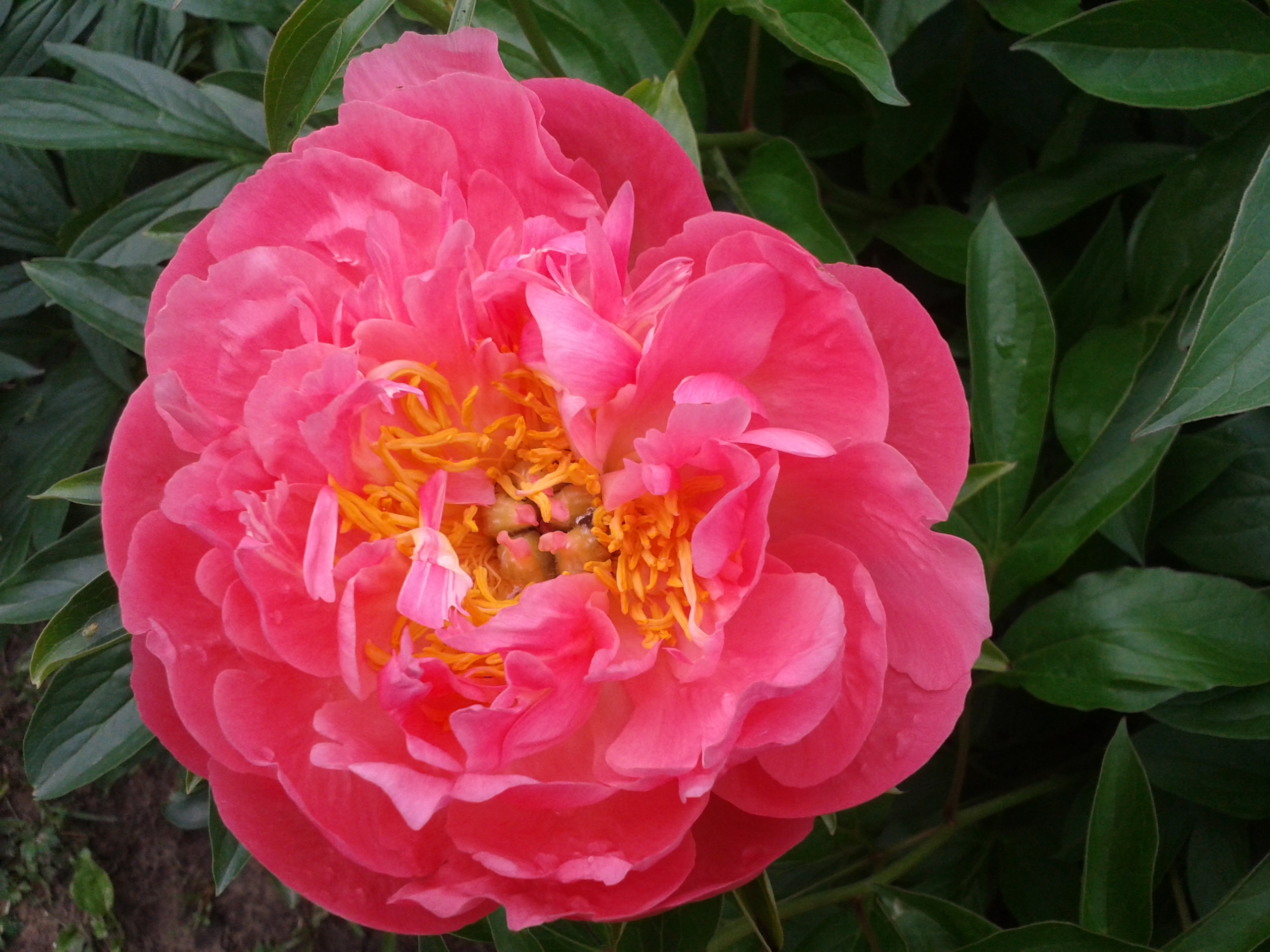 Пион Учигеас Paeonia Oochigeas