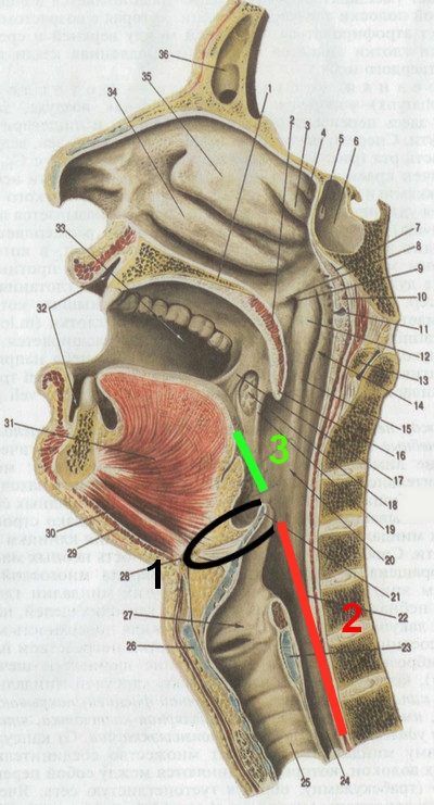 Горло строение человека в картинках фото